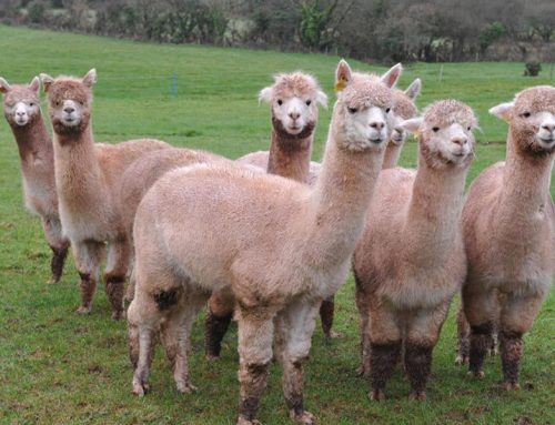 Farmer loses High Court bid to save alpaca