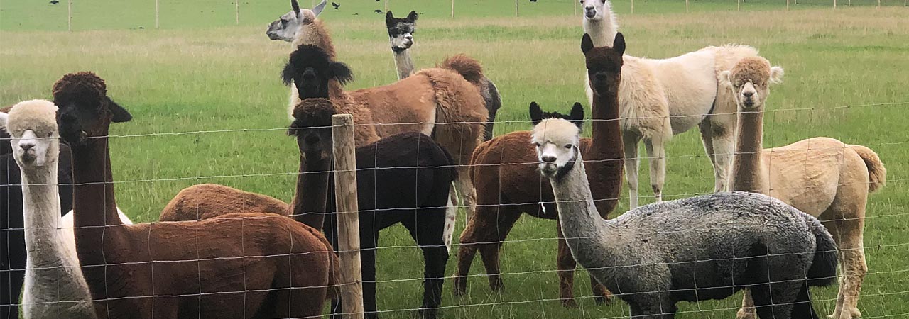 Alpaca Slide